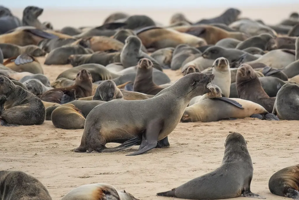 Kayaking and Cape fur seal activity on Namibia's coast