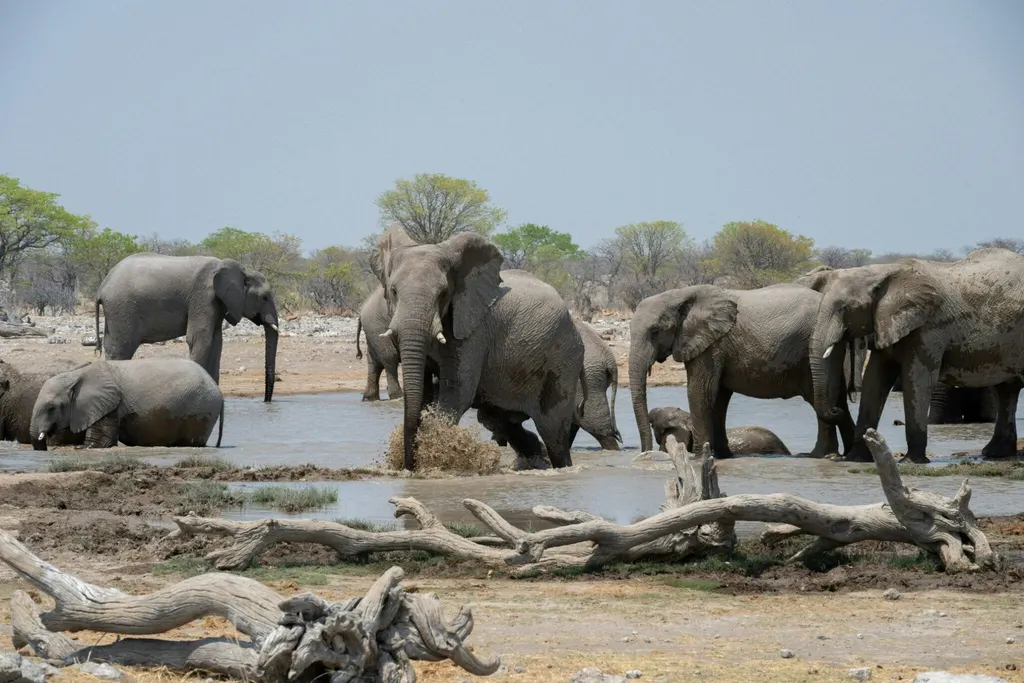 Elephants gathered at a waterhole in Etosha National Park