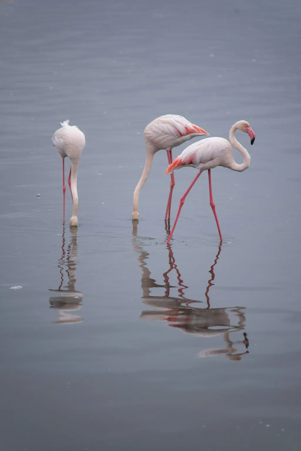 Flamingos feeding in the Walvis Bay lagoon