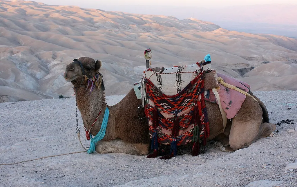 Camel-riding activity in a desert landscape