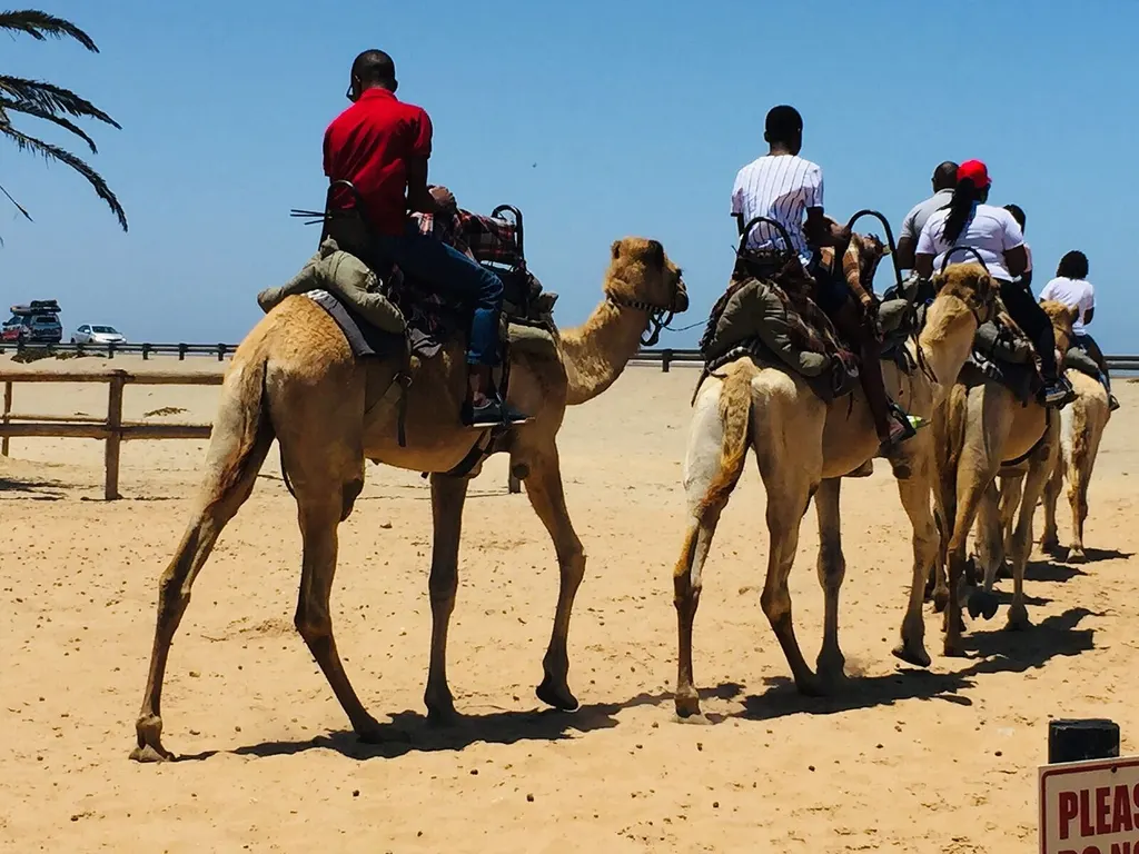 Camel-riding activity in a desert landscape