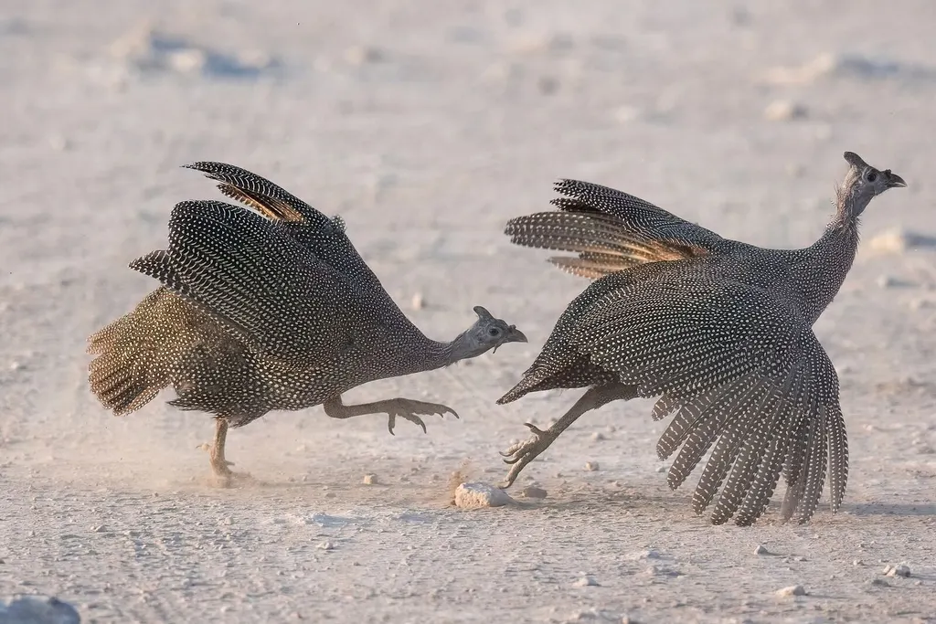 Wildlife near a waterhole in Etosha National Park, Namibia