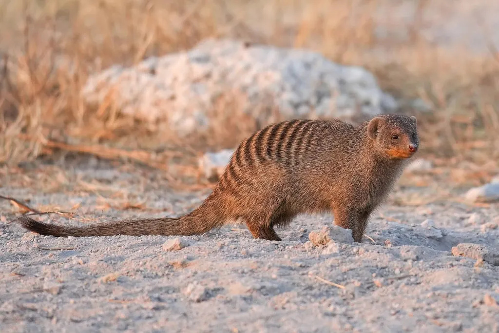 Wildlife near a waterhole in Etosha National Park, Namibia