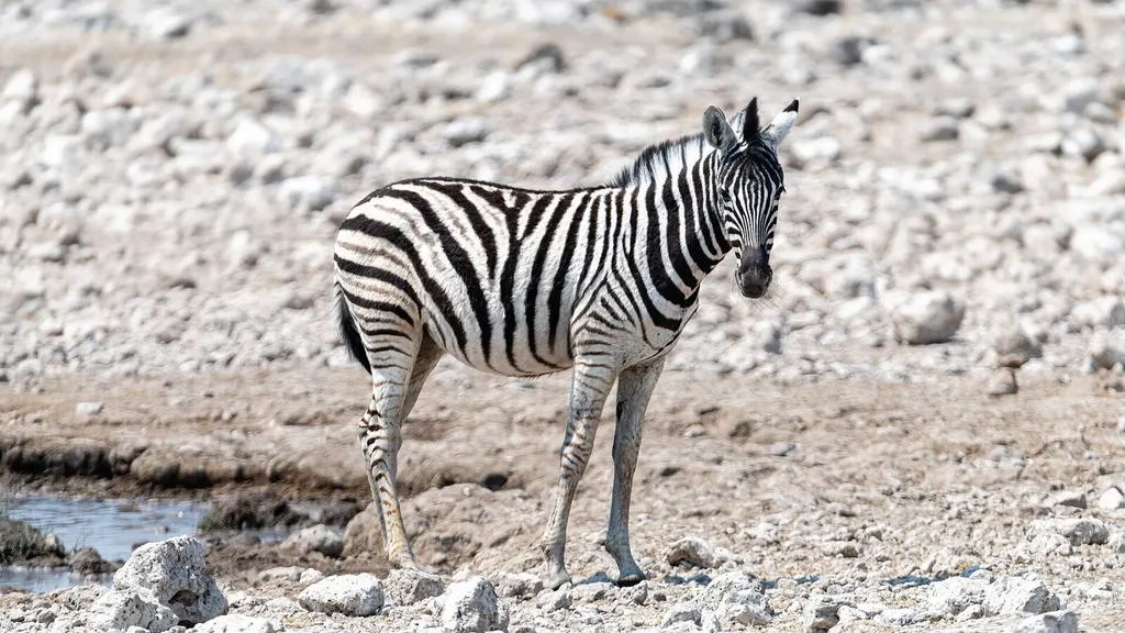 Zebra at Rietfontein waterhole in Etosha National Park, Namibia
