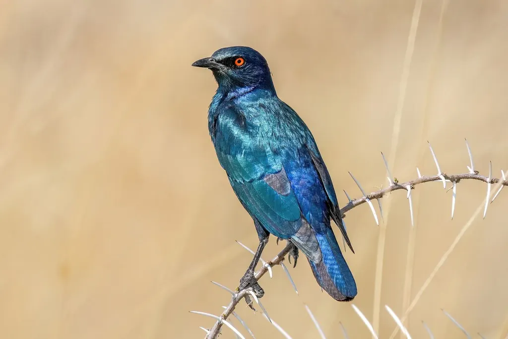 Cape starling in Etosha National Park, Namibia