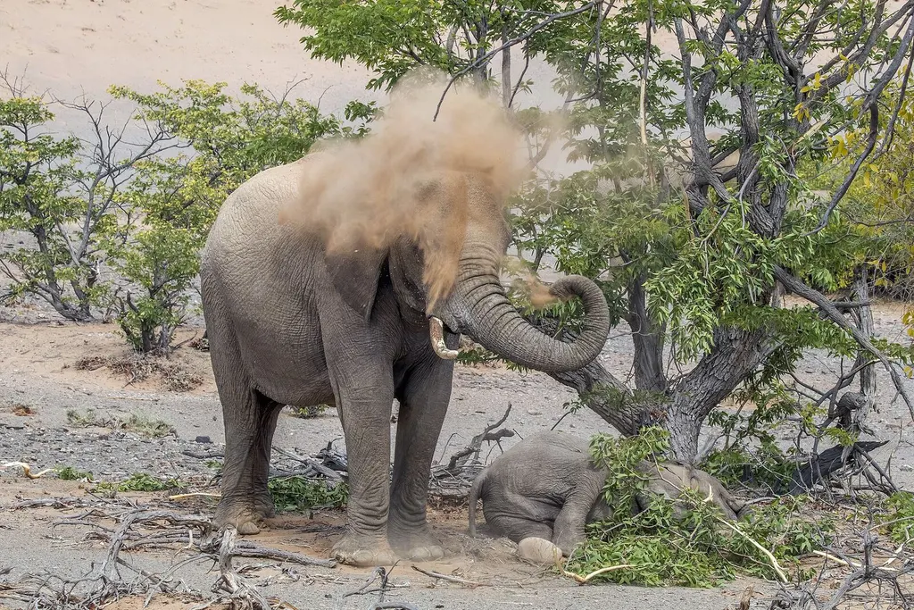 African elephant in Namibia