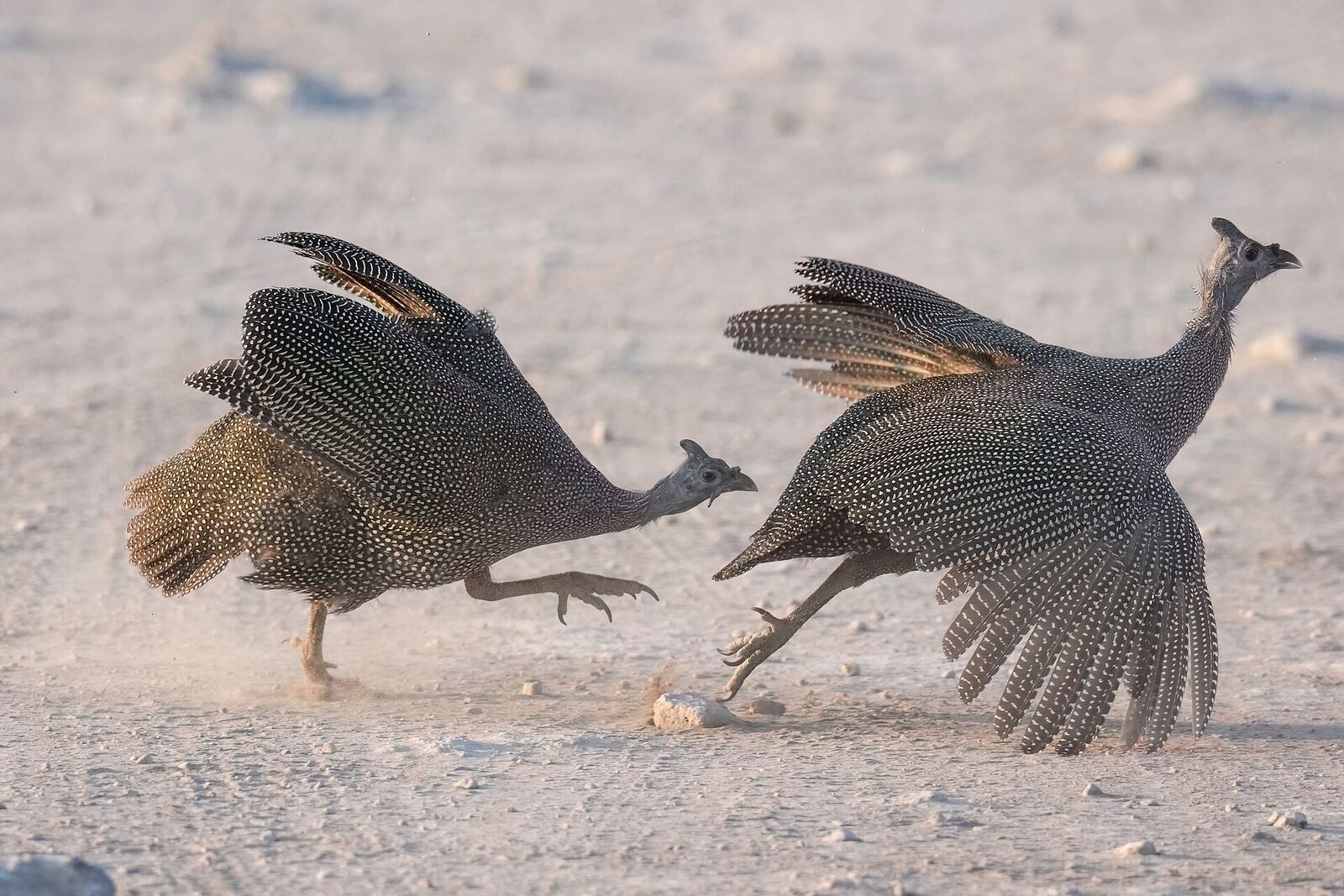 Wildlife near a waterhole in Etosha National Park, Namibia