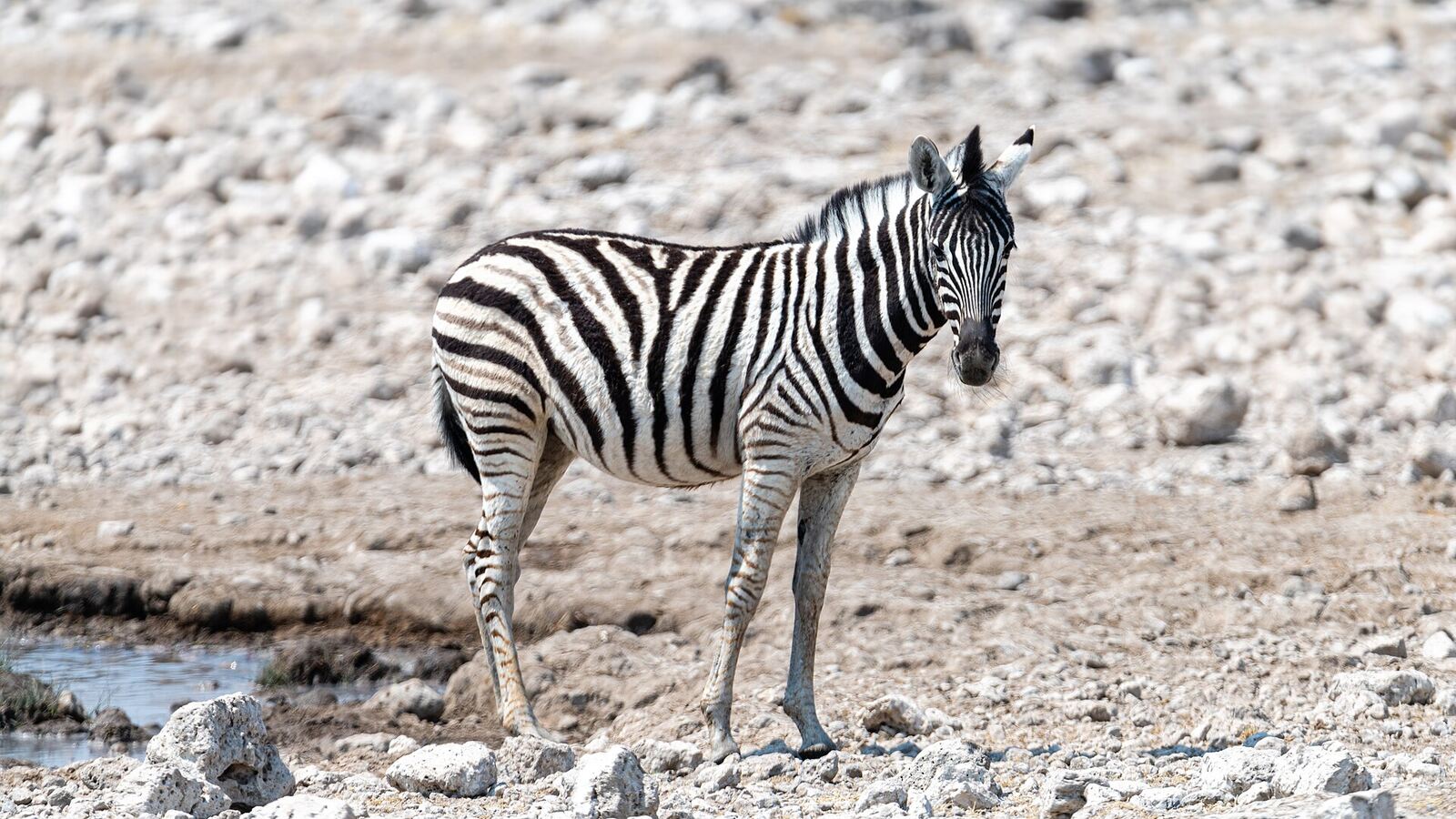 Zebra at Rietfontein waterhole in Etosha National Park, Namibia