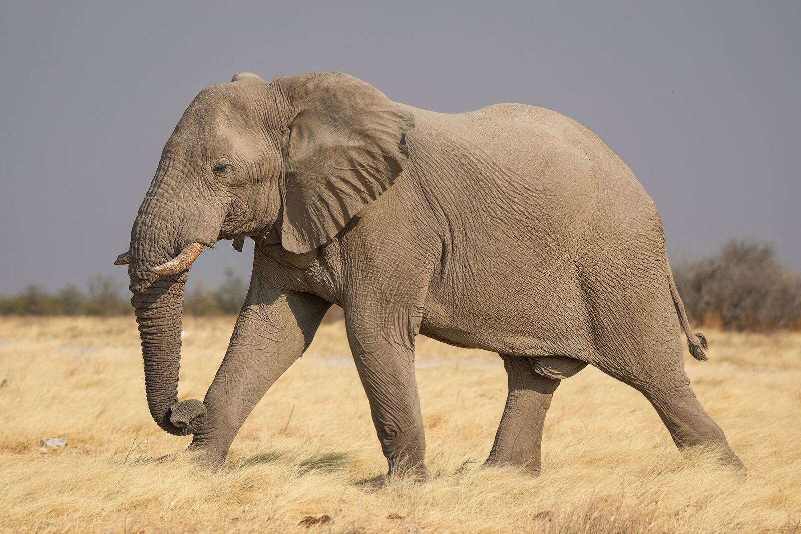African elephant in Etosha National Park, Namibia