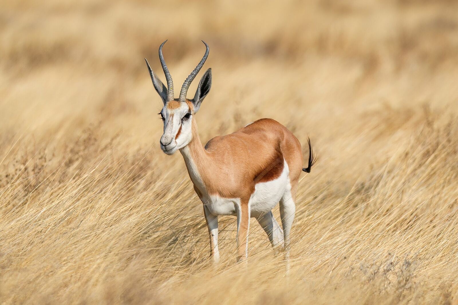 Wildlife near a waterhole in Etosha National Park, Namibia