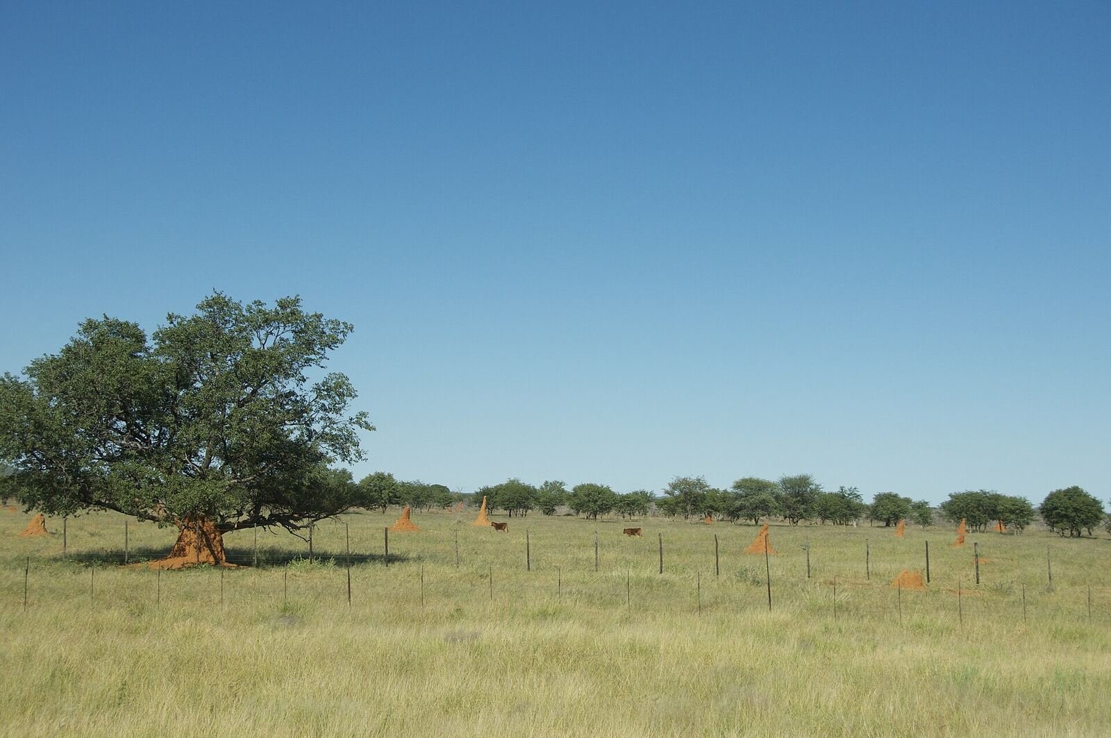 Remote road and open landscape in Namibia's Kunene Region