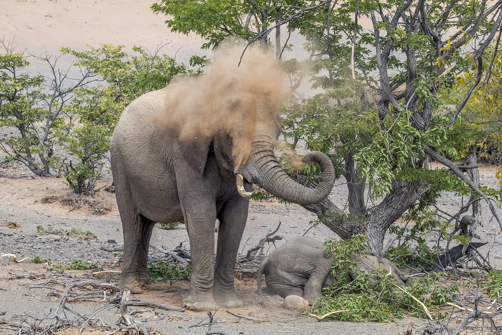 African elephant in Namibia